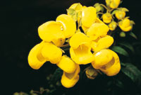 Otras especies presentan flores para atraer  pequeos abejorros.