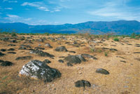 Afloramientos de cantos rodados en el borde de la terraza de acarreo de Chinauta. Durante la poca seca, la vegetacin presenta condiciones extremas de estrs hdrico.