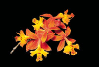 Orquidea del altiplano de La Mesa de los Santos.