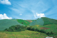 El altiplano se caracteriza por la fertilidad de los suelos que pueden soportar diversos ciclos de cultivos; sin embargo, son muy suceptibles a la erosin.