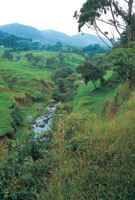 En buena parte, los valles en el relieve colinado han perdido la vegetacin protectora de las fuentes hdricas.