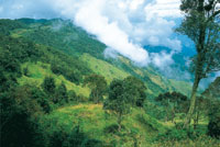 Vista hacia el profundo can del ro Cauca en la cima del pramo de Belmira; en una pequea franja hacia el oriente del altiplano se conservan franjas angostas de robledales.