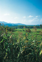 Mosaico de paisaje agrcola con cultivos de maz, pastizales para ganadera y los ltimos fragmentos del bosque original con robles.