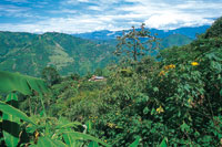 Cultivo tradicional de caf con abundantes rboles que le dan sombro, en las laderas del altiplano antioqueo.