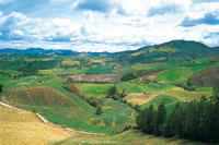 Los sembrados de papa del altiplano antioqueo generan el 8,5% de la produccin nacional.