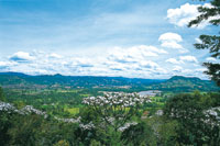 Los yarumos plateados antes fueron abundantes en  el paisaje en el valle de La Ceja, donde tambin abundan los cultivos de flores.
