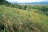 Pajonal de cortaderas del altiplano de Totor.
