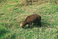 En los agroecosistemas de la regin se cosechan arveja, habas, cebolla, papa y trigo y se cran animales domsticos.