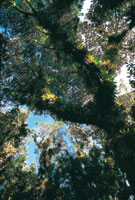 La selva andina en el altiplano de la laguna de La Cocha, se caracteriza por la gran diversidad de plantas epfitas, vicundos o bromelias, orqudeas y musgos.