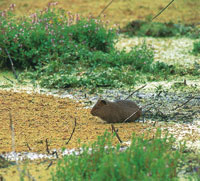 En el sur del pas la carne del cuy, domesticado desde el perodo paleoindio, es muy apreciada como fuente de protenas. Esto ha favorecido la conservacin de las poblaciones silvestres.