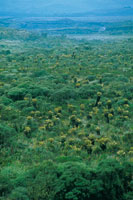 La vegetacin de matorrales y el pajonal frailejonal se entremezclan en el altiplano del Paletar.