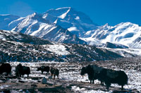 Buey almizclero o Jak en un valle glaciar de la meseta del Tbet.