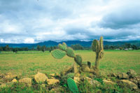 La tuna Opuntia schumanii, sobre la cerca de piedra es un indicador de las condiciones de baja humedad en la regin.