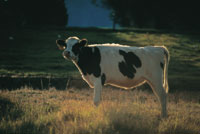 La ganadera, la floricultura y el cultivo de la papa hacen parte de los principales agroecosistemas en el altiplano de la Sabana de Bogot.
