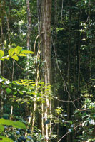 En la estructura multiestratificada de la selva, diversidad de lianas trepan por el tronco de los rboles hasta alcanzar el dosel.