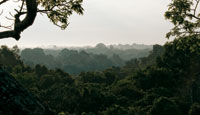En una atmsfera cargada de humedad, la superficie irregular de las copas del dosel de la selva se pierde en el horizonte.
