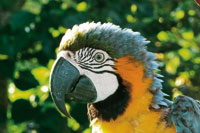 Las guacamayas son aves emblemticas de la Amazonia colombiana; como la mayora de Psitcidos, estn amenazadas de extincin por el trfico de especies silvestres. Guacamaya azul y amarillo, Ara ararauna.