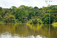 Selva inundable y vivienda indgena adaptada a las crecientes peridicas en las riberas del ro Loreto Yac.