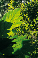 Hierbas, arbustos y rboles son alimento abundante para la compleja red de herbvoros que han logrado superar los mecanismos de defensa de las plantas.
