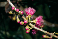 El pomarroso de Malaca, Eugenia malaccensis, una especie ornamental extica adaptada al medio amaznico.
