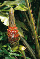 Racimo de flores y frutos de la caagria, Costus longebrateolatus, una hierba de gran tamao perteneciente a las Zingiberceas, importante en la medicina tradicional para el control de la fiebre.