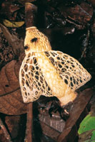 La alta humedad en el suelo de la selva permite que algunos hongos como el velo de novia, desplieguen grandes estructuras para la dispersin de esporas y la atraccin de insectos.