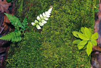 Musgos y helechos aprovechan la descomposicin de los troncos para su desarrollo.