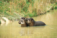 La danta, Tapirus terrestris, es el mayor mamfero terrestre de la selva amaznica colombiana; es un animal silencioso que, en grupos, se mueve fcilmente bajo el dosel y frecuenta los cursos de agua. Est en peligro de extincin.