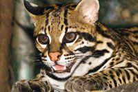 El ocelote o tigrillo, Leopardus pardalis, es un pequeo felino que requiere de un amplio territorio para la bsqueda de presas. Est amenazado por el comercio de su hermosa piel.