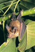 La selva amaznica es el hbitat de gran diversidad de murcilagos que desempean funciones importantes en la polinizacin, dispersin de semillas y control de insectos. Trachopsis cirrhosus, depredador de ranas.
