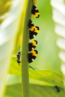 Grupo de insectos chupadores de savia -Hompteros y Membrcidos- seguido por feroces hormigas que aprovechan sus excretas azucaradas.
