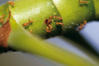 Las diminutas hormigas del gnero Azteca, defienden celosamente el reducido orificio de entrada a la colonia en el tallo hueco de un yarumo.