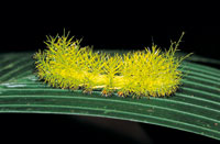 En la fase de oruga, algunas especies de mariposas se protegen de los depredadores con sustancias urticantes.