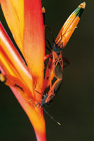 Pareja de chinches del orden de los Hempteros en cpula. Su cuerpo imita la coloracin y el diseo de las flores del platanillo.