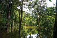 Selva inundable en el cao Tarapoto. Durante la estacin de aguas altas la fauna acutica se dispersa para reproducirse, alimentarse y escapar de sus depredadores.
