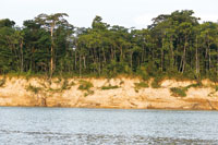 Ladera escarpada del lomero de la planicie amaznica en las riberas del ro Amazonas que muestra el color caracterstico del sustrato arcilloso.