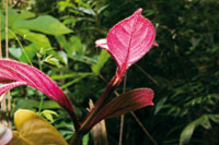 En los estratos bajos de la selva, algunas especies presentan un colorido follaje como estrategia de adaptacin al recurso lumnico.