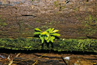 Los troncos en descomposicin ofrecen un micrositio rico en materia orgnica para el desarrollo de las plntulas.