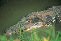 El caimn blanco, Caiman crocodylus, se asemeja a un tronco flotante, mientras permanece al acecho de sus presas.