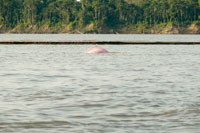El delfn rosado, tonina o bufeo, Inia geoffrensis, es una criatura mtica para las comunidades indgenas de la Amazonia. La pesca con grandes redes y el trnsito de lanchas rpidas estn afectando sus poblaciones.