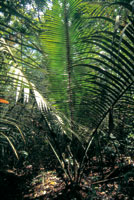 En las caatingas se encuentra una gran diversidad de palmas en el sotobosque, como el cumare. el corozo y la yagua.