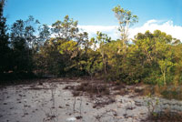 Las formaciones de vegetacin herbcea y arbustiva colonizan los pequeos parches o claros de arena blanca.