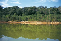 Selva riparia de varillal coloniza el frente de suelos arenosos ms pobres en nutrientes; tras ella se observa una franja de selva de mayor altura que se ha desarrollado sobre mejores suelos.