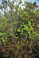 Varillal con arbolitos bajos del gnero Clusia, con un denso estrato herbceo con Bromeliceas.