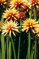 La flor de Inrida, Guacamaya superba, pertenece a la familia botnica de las Rapateceas; su tallo es similar al del pasto y abunda en las sabanas amaznicas.
