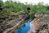 Un bosque achaparrado en la cima de Chiribiquete drena sus aguas lluvias hacia un pequeo afluente encajado en los afloramientos rocosos y le aporta materiales hmicos.