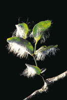 Algunos insectos chupadores de savia elaboran con los residuos azucarados que excretan, sofisticadas formas de apariencia algodonosa, que sirven a la planta como defensa contra sus depredadores.