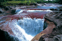 La fuerza erosiva del agua ha labrado en la arenisca cuarctica grandes cavernas y formas circulares de remansos con fondo de arenas blancas. La Macarenia clavigera crece bajo la corriente de aguas oxigenadas y embellece el cao Cristales con sus cambios