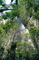 En la profundidad de las grietas que separan los bloques de roca de Chiribiquete, an hay suficiente luz para el desarrollo de la vegetacin al lado de paredes verticales.
