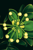 La disposicin en forma de roseta de flores y hojas coriceas es una estrategia que adoptan las plantas en los tepuyes para sobrevivir.
